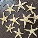 BI-CD25   Star Fish - Image 2