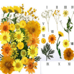 BI-PF43    Orange Yellow Pressed Flower - Image 2