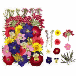 BI-PF15    Pressed Flower