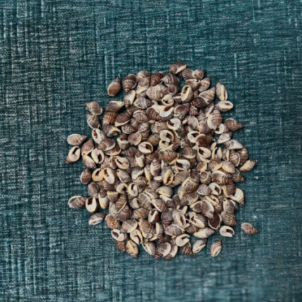 BI-CD9   Decorative Seashells