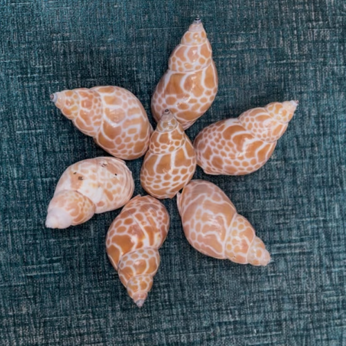 Untitled design - 2025-08-30T145210.444 BI-CD5 Seashell - Image 1