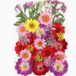 BI-PF12    Pressed Flower