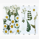 BI-PF41    White Pressed Flower - Image 2